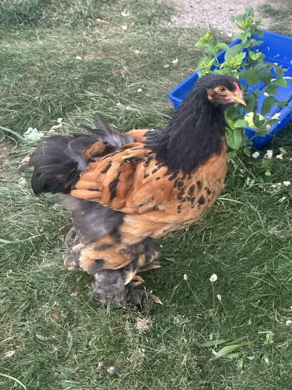 Brahma Junghähne abzugeben