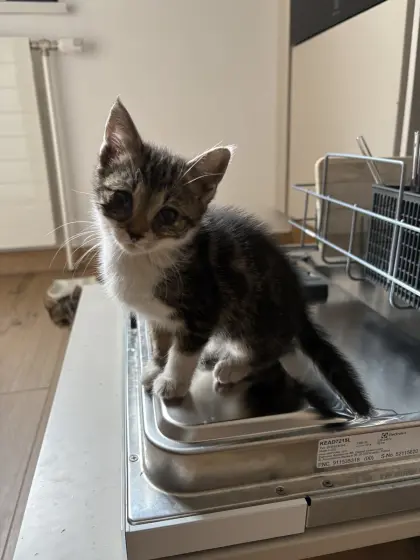 Katzenbabys