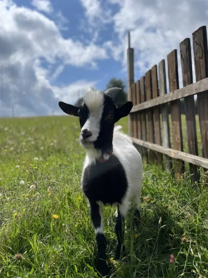 Zwergziegenbock
