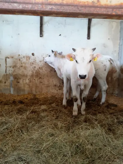 Chianina, Rinder