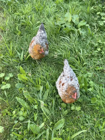 Hennen und Hähne, Junghühner und Küken laufend abzugeben
