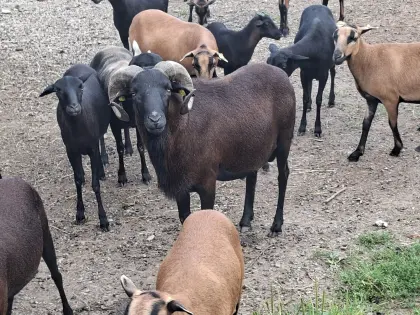 Kamerunbock