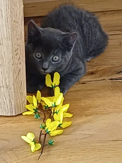 Kitten zu vergeben