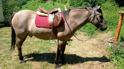 Reitbeteiligung, Pflegebeteiligung
