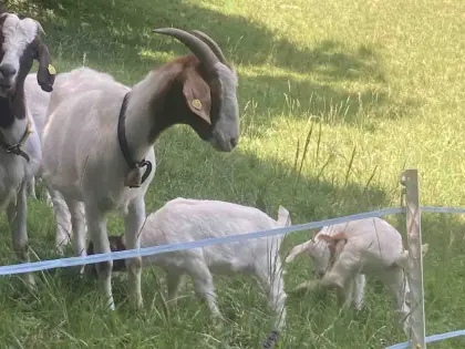 Burenziege mit Kitz
