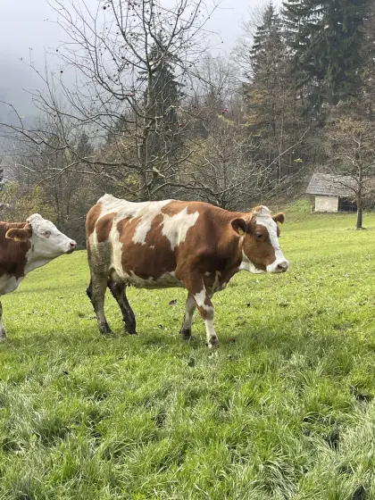Bio ZZU Heumilchkuh