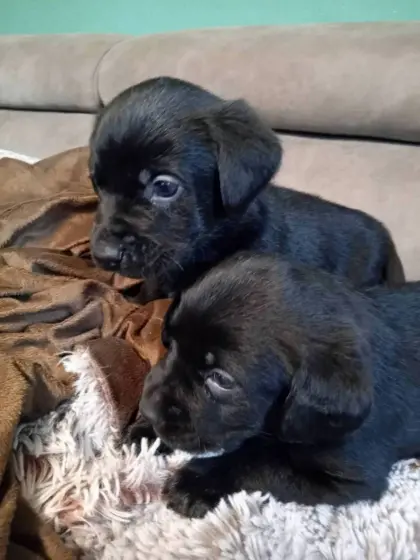 Labrador-Welpen Mädels