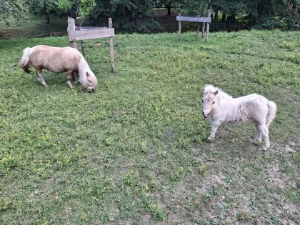 "Tussilago Night Sky" Minishetlandpony-Stute mit Stutfohlen