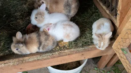 Zwergkaninchen in allen Farben