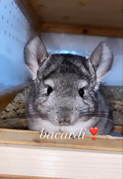 Chinchilla männlich