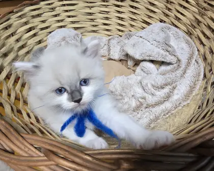 Kater Merlin sucht noch ein liebevolles Zuhause
