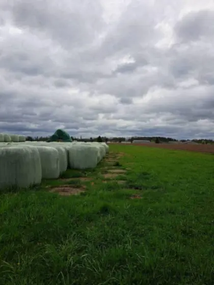 Silageballen, Siloballen, Grassilage