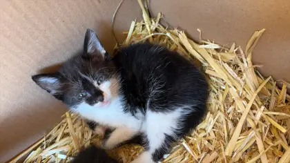 Babykatzen