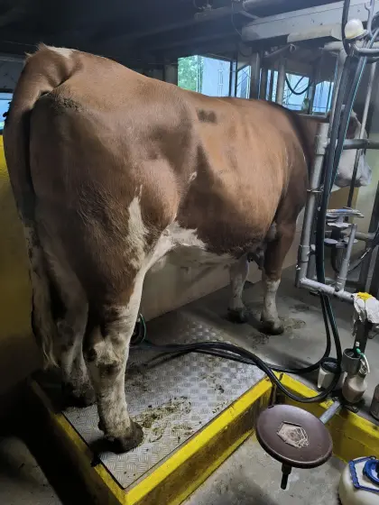 Bio-Erstlingskuh