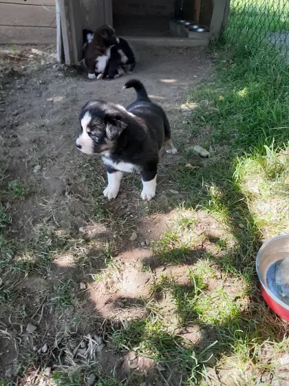 Border Collie x Entlebucher