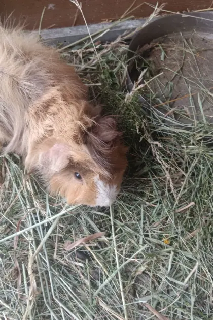 Meerschweinchen