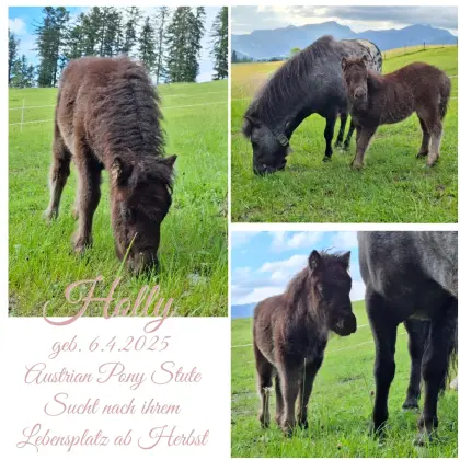Austrian Pony Stutfohlen ab Herbst abzugeben