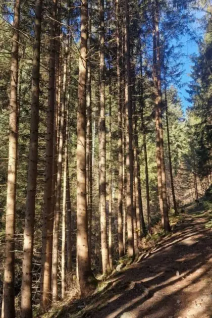 Suche Wald zum Kauf im Raum Ennstal und Pongau