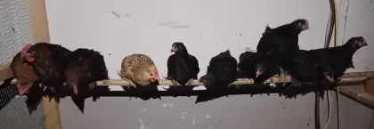 Bio-Küken-Mixe und Marans-Hahn