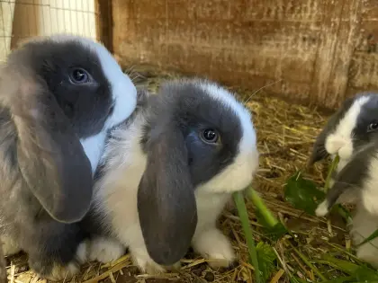 Zwergkaninchen Minilops