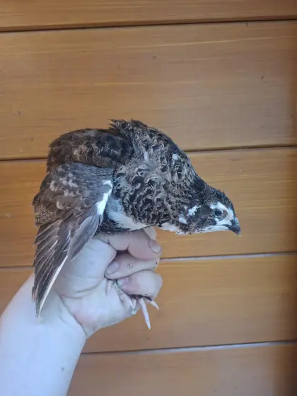 Wachtelhahn