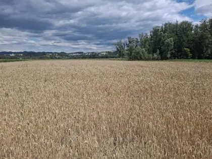 Bio Triticale