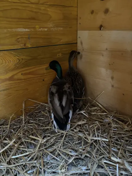 Enten