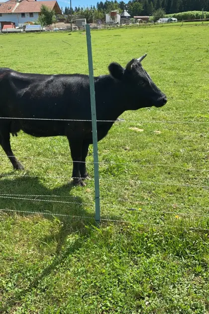 Dexter- und Zebu-Rinder und Kälber