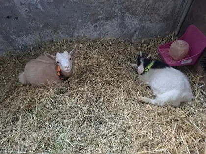 Mini-Zwergziegen