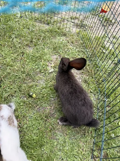 Deutsche Riesen-Hasenbabys