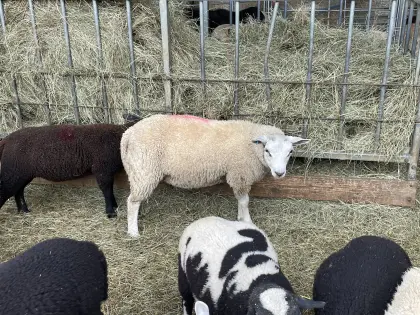 Texel-Bock