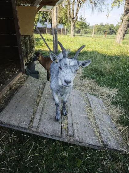 Blobeziege