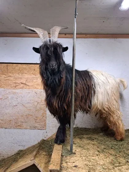 Schwarzhalsziegenbock