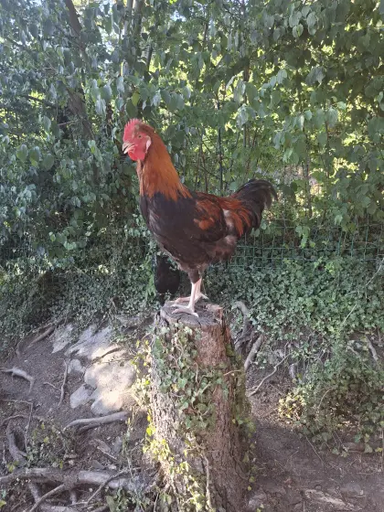 Sulmtaler Hahn