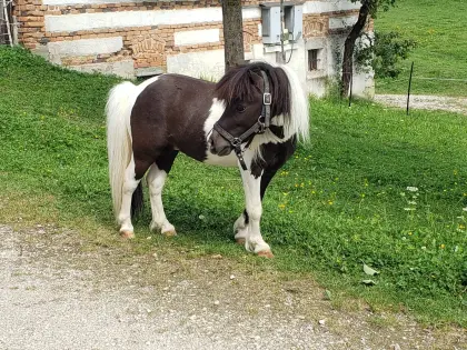 Ausgesprochen schicker American Miniature Horse Hengst