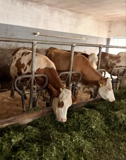 Bio ZZU Heumilchkühe