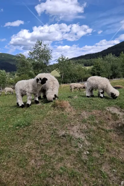 Walliser Schwarznasen