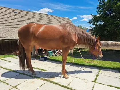 Quarter Horse Stute