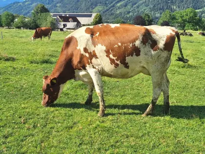Bio-Kuh