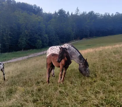 Lilly, Noriker Stute