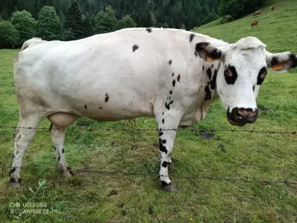 Bio Normande Kuh