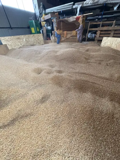 Bio-Futterweizen