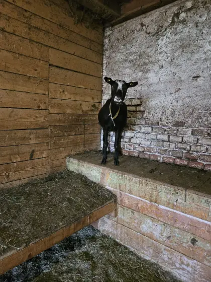 2 Bio-Ziegen in Milch abzugeben