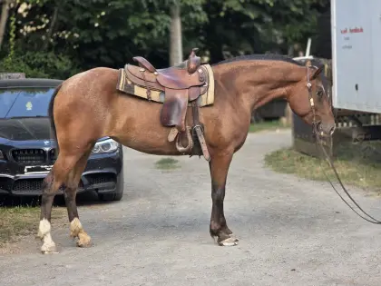 Appaloosa-Mix-Stute