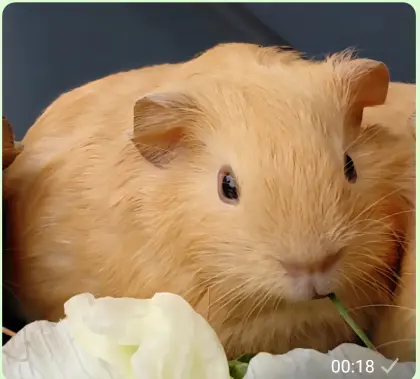 Meerschweinchenböckchen