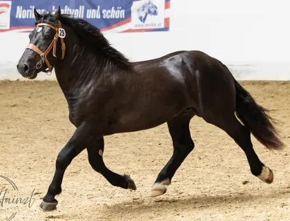 Walchen Vulkan XVII, Noriker Deckhengst