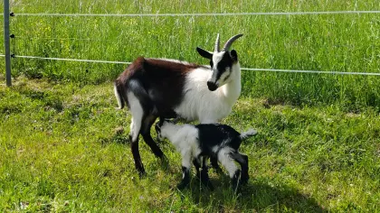 Pfauenziege Muttertier, 1 Jahr