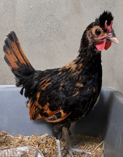 Appenzeller Spitzhauben Junghahn