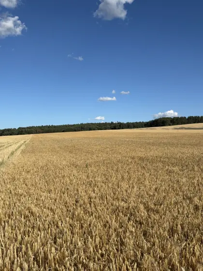 Futtergerste