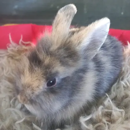 Zwergkaninchen Löwenkopf